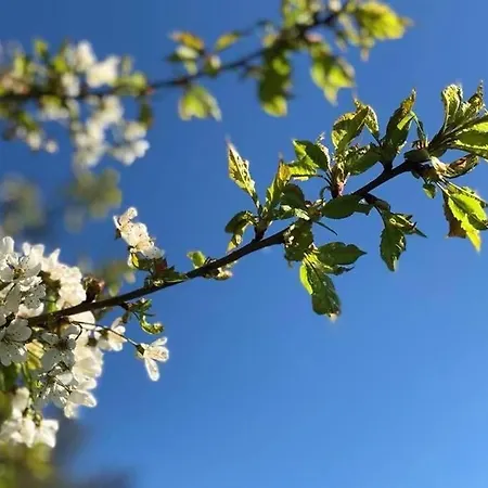 Villa Beausoleil L-geneva & & Mountains-wilena Home, Full *